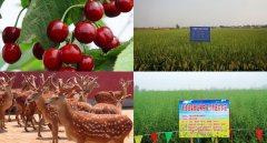 中国农科院206项重点推广成果助力现代农