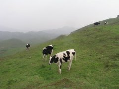 中国荷斯坦牛----中国科学院带农业生态研