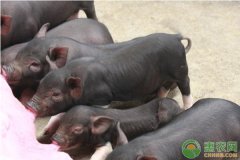 夏季猪场常见寄生虫类型和防治