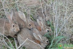 果园饲养兔子的优点及事项介绍
