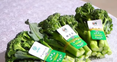 蔬菜新品种西兰苔受市场青睐