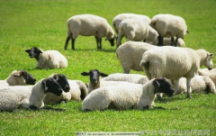 冬季养羊保暖措施很重要