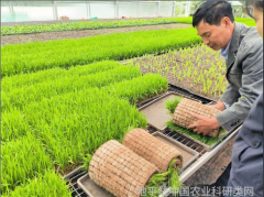 水稻育秧期病虫害防治技术