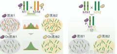 中国科学报 异交植物基因高效定位新算法