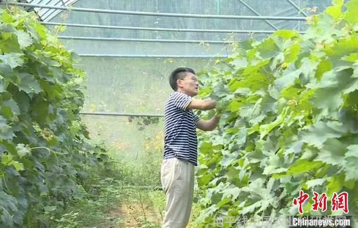 张晓东在查看葡萄长势。安丘市委宣传部供图